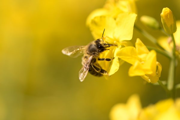 uninimex-abejas-colmenas-proteccion