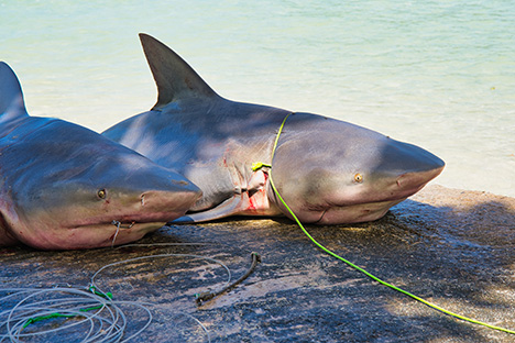 Dos tiburones cazados para ser comercializados. 