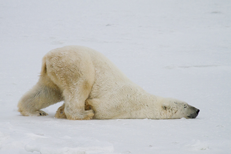 Un oso polar arrastrando su pansa en la nieve. 