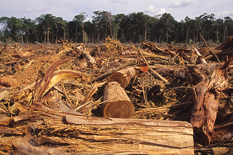 Una zona boscosa de las Amazonas deforestada. 