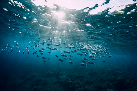 Una vista panorámica debajo del mar azul. Un grupo de peces dando vueltas. 