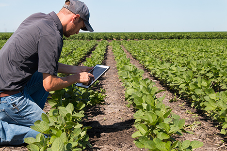 Un granjero verificando el desarrollo de sus plantaciones. 