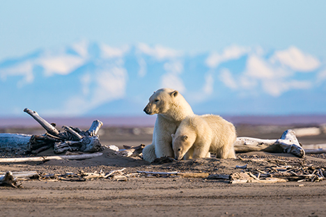 Osos polares en el Ártico en Alaska. 