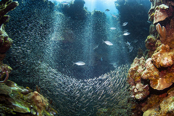 Arrecife de coral. 