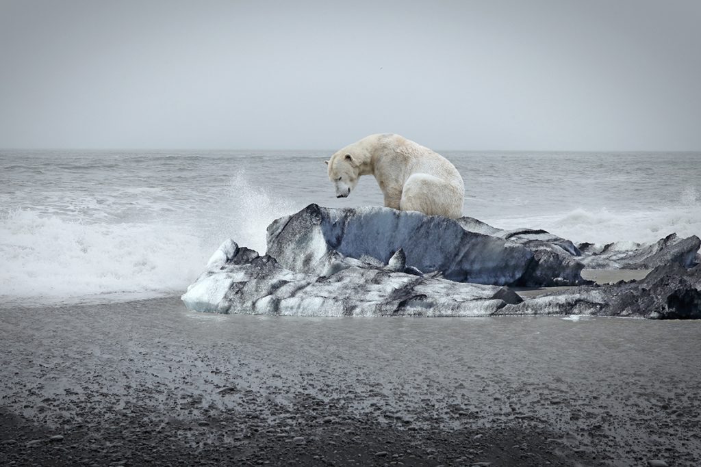 Oso polar solitario en el témpano y mar abierto detrás.